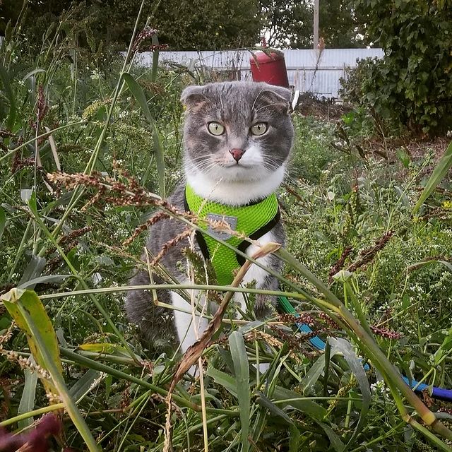 funtick_kot в LOOKY. #кот,#котики,#деревня,#cat,#catoftheday,#catofinstagram,#photooftheday,#photo. У нас наконец-то хор...