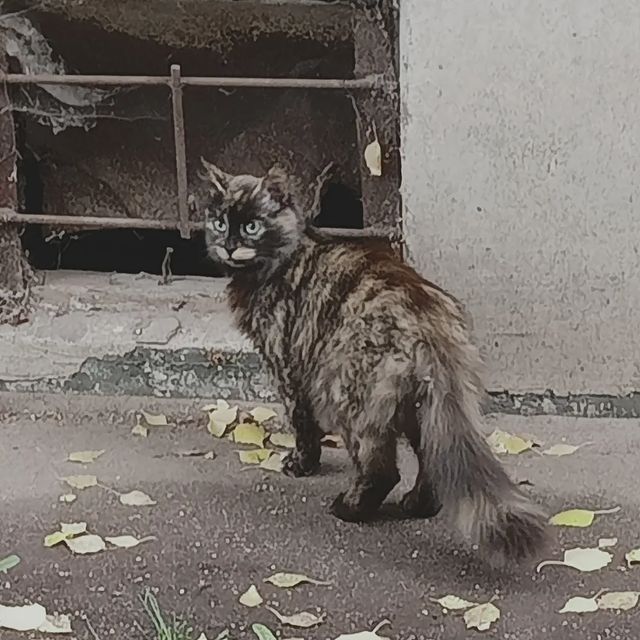 aetherl0rd.jpg в LOOKY. #кот. #кот