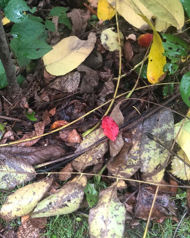 die_blume_909___ в LOOKY. #чтотакоеосень,#осенниекартинки,#осеньвмоскве,#временагода. В нашем городе осень...