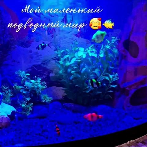 gratsionova_natalia в LOOKY. . Подводная жизнь морс...