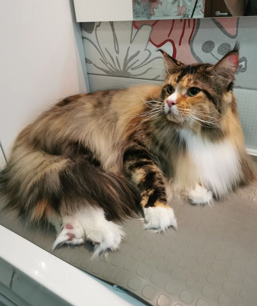 mycatgrooming in LOOKY. #мейнкун,#куномания,#кунырулят,#грумингмейнкуна,#грумингмейнкунамосква,#помытьмейнкуна,#вычесатьмейнкуна,#экспресслинькакошек,#грумерходякова,#МоёКошачьеДело,#cats,#catgroomer,#catgrooming,#mycatgrooming,#mainecoongrooming,#catbeauty,#catbath,#coatcare,#mainecoon,#mainecoonlovers,#mainecoonsofinstagram
#victorycattery,#shmmcosmetics. Что-то в ленте много...