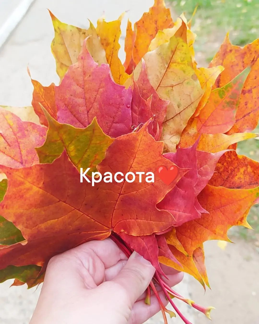 Очень красиво преподносит нам природа осень❤🍁