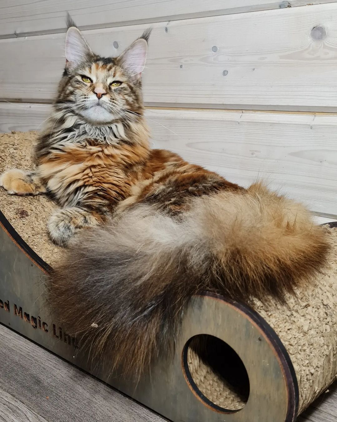 excellentlinemainecoons в LOOKY — фото 2