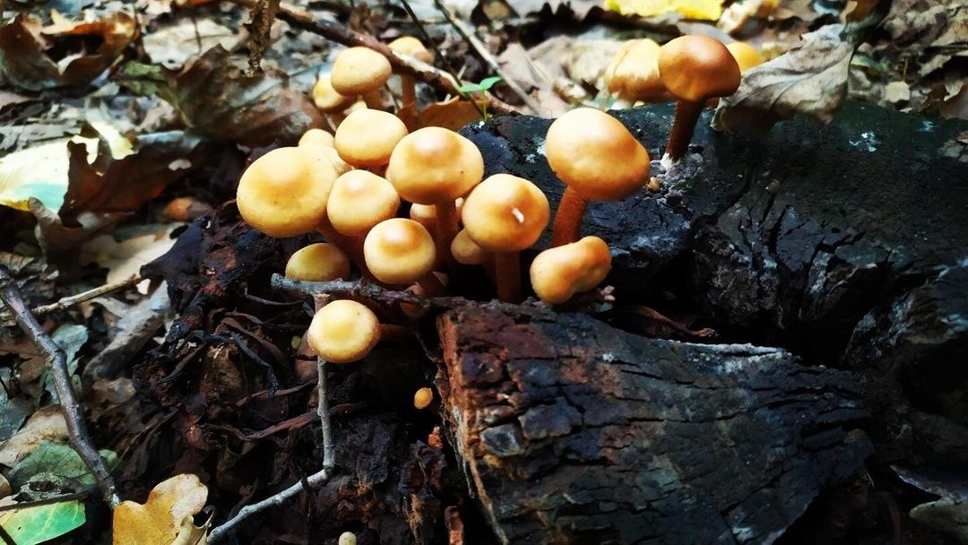 progulkipolecu1 в LOOKY — #леса, #растения, #forests, #plants