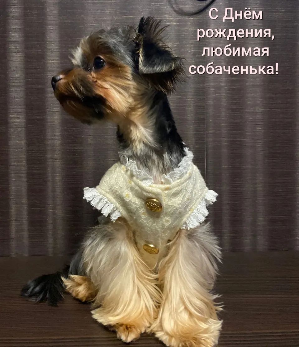 tomovna в LOOKY. #прособачку_Бэлю,#йорк,#йоркширскийтерьер,#собака,#маленькаясобака,#любимаясобака,#люблюсобак,#люблюйорков,#домашнийлюбимец. #прособачку_Бэлю
Поз...