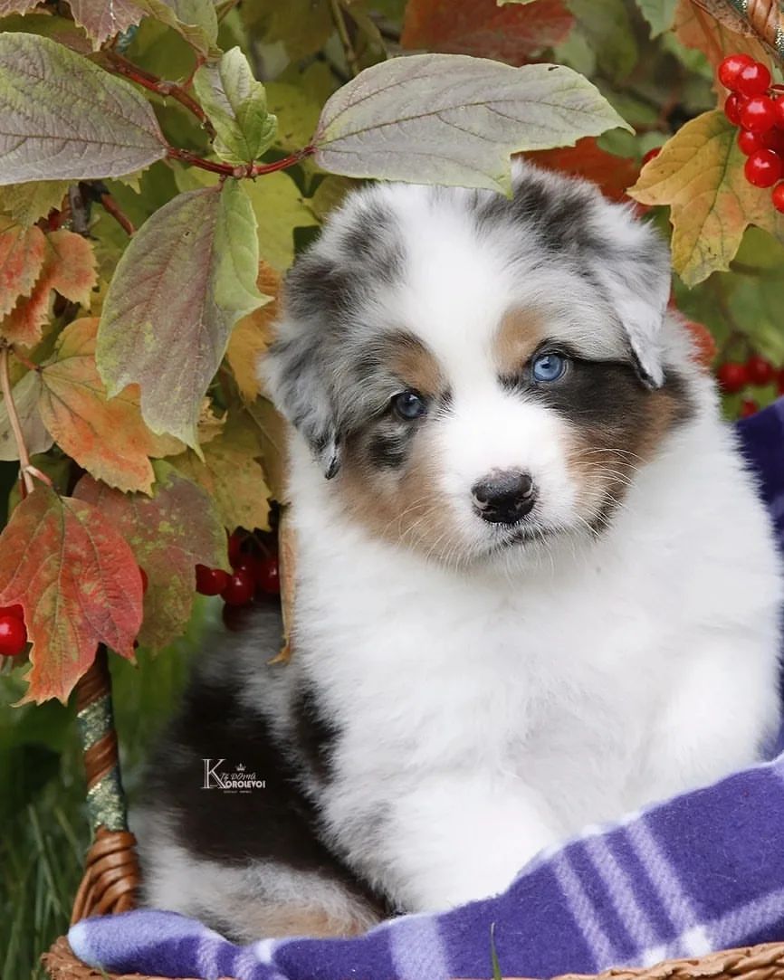 iz_doma_korolevoi_kennel в LOOKY — фото 10