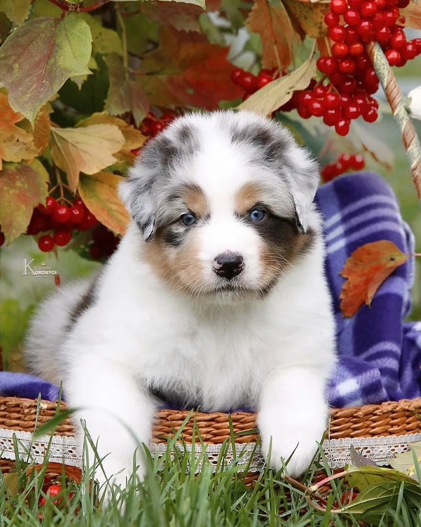 iz_doma_korolevoi_kennel в LOOKY — фото 3
