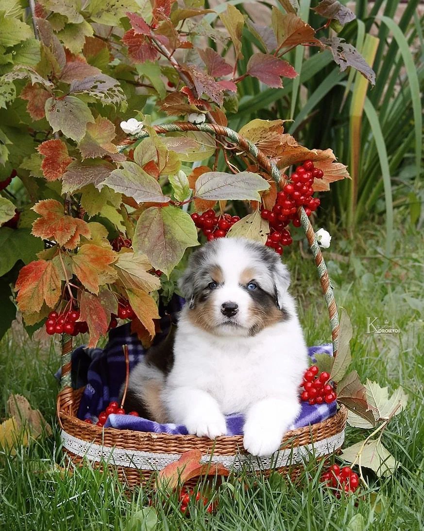 iz_doma_korolevoi_kennel в LOOKY — фото 7