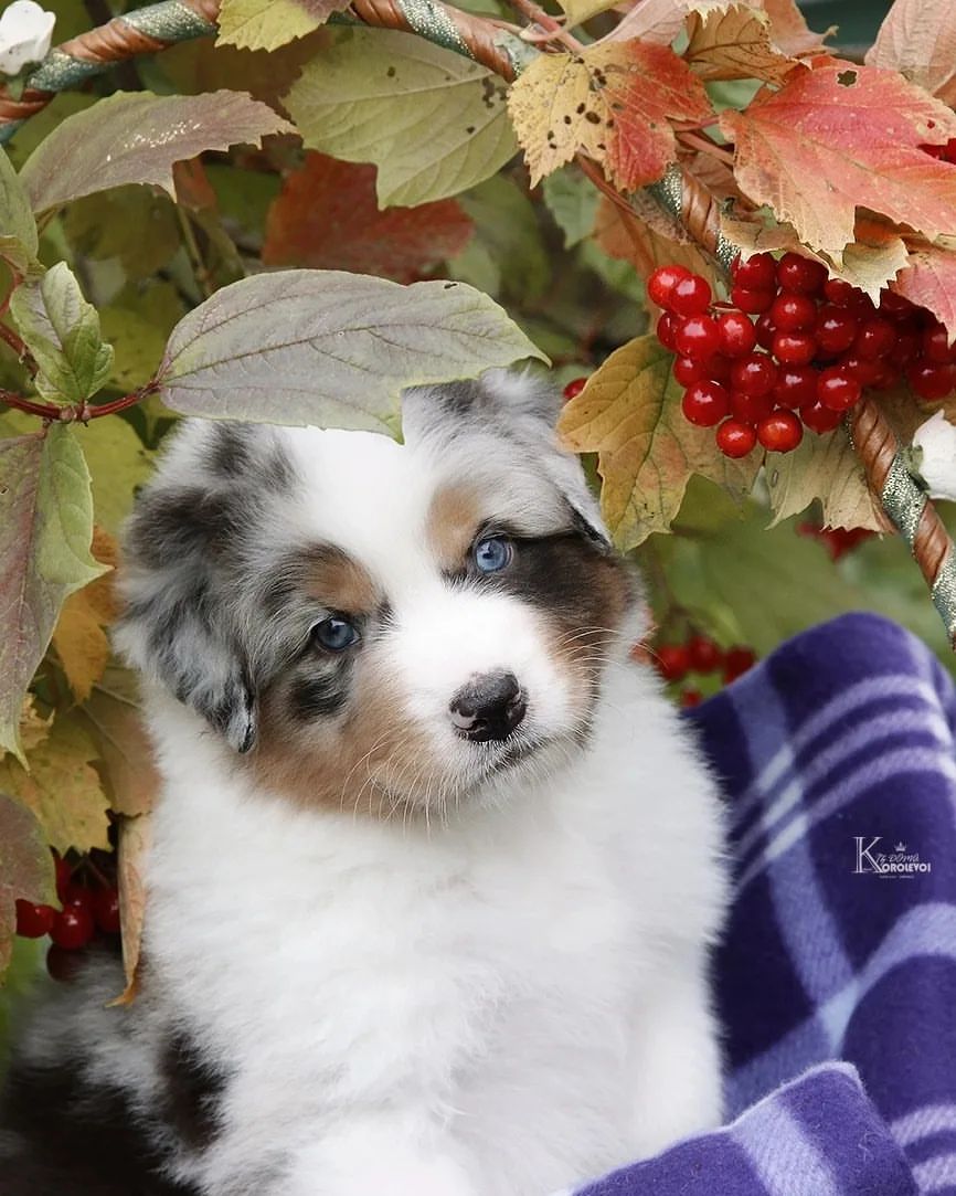 iz_doma_korolevoi_kennel в LOOKY — фото 9