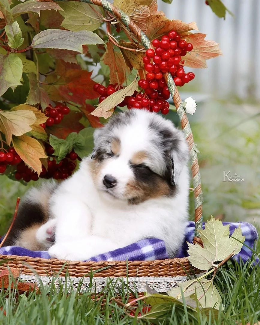 iz_doma_korolevoi_kennel в LOOKY — фото 2