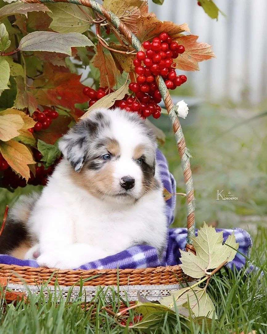 iz_doma_korolevoi_kennel в LOOKY — фото 8