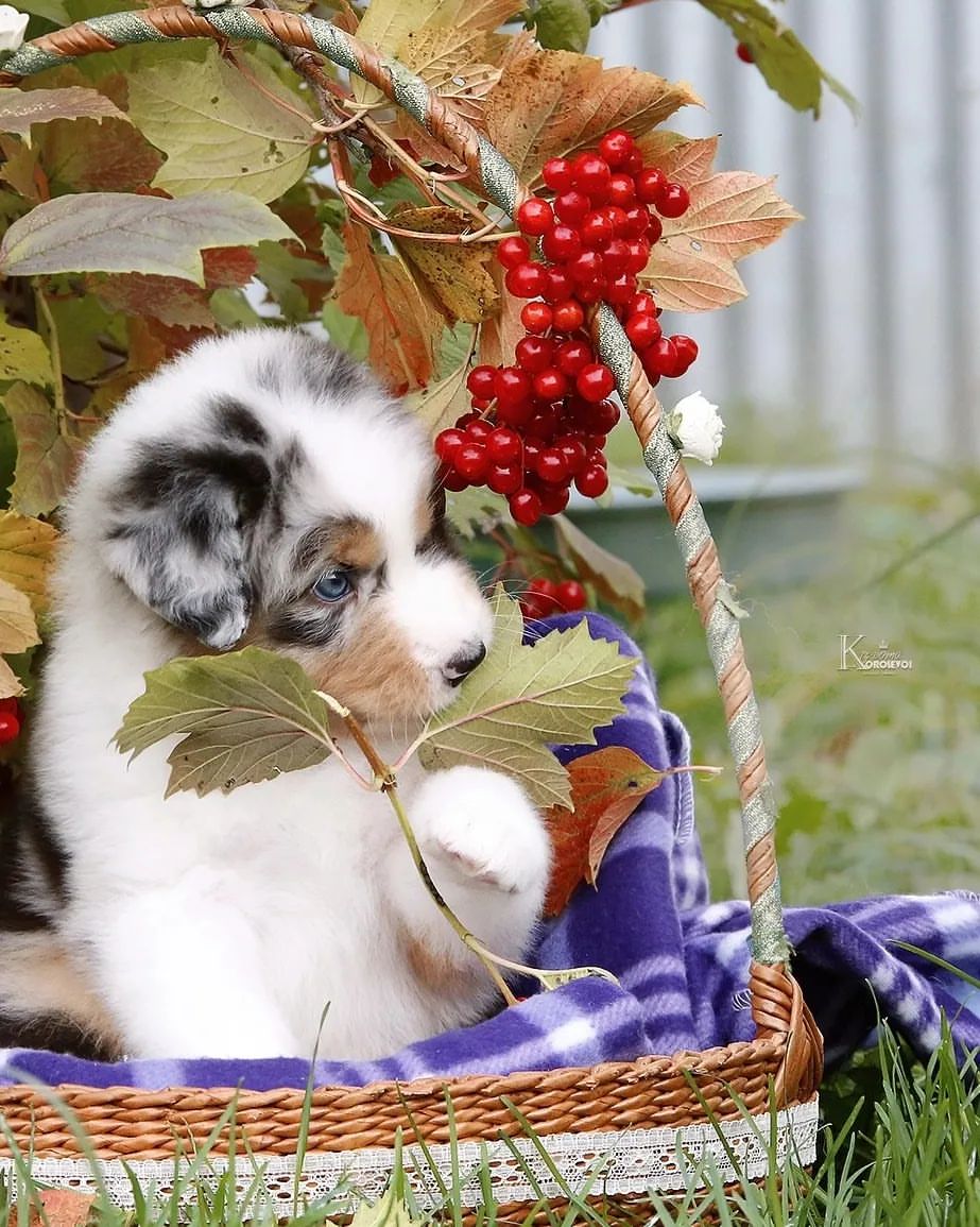iz_doma_korolevoi_kennel в LOOKY — фото 6