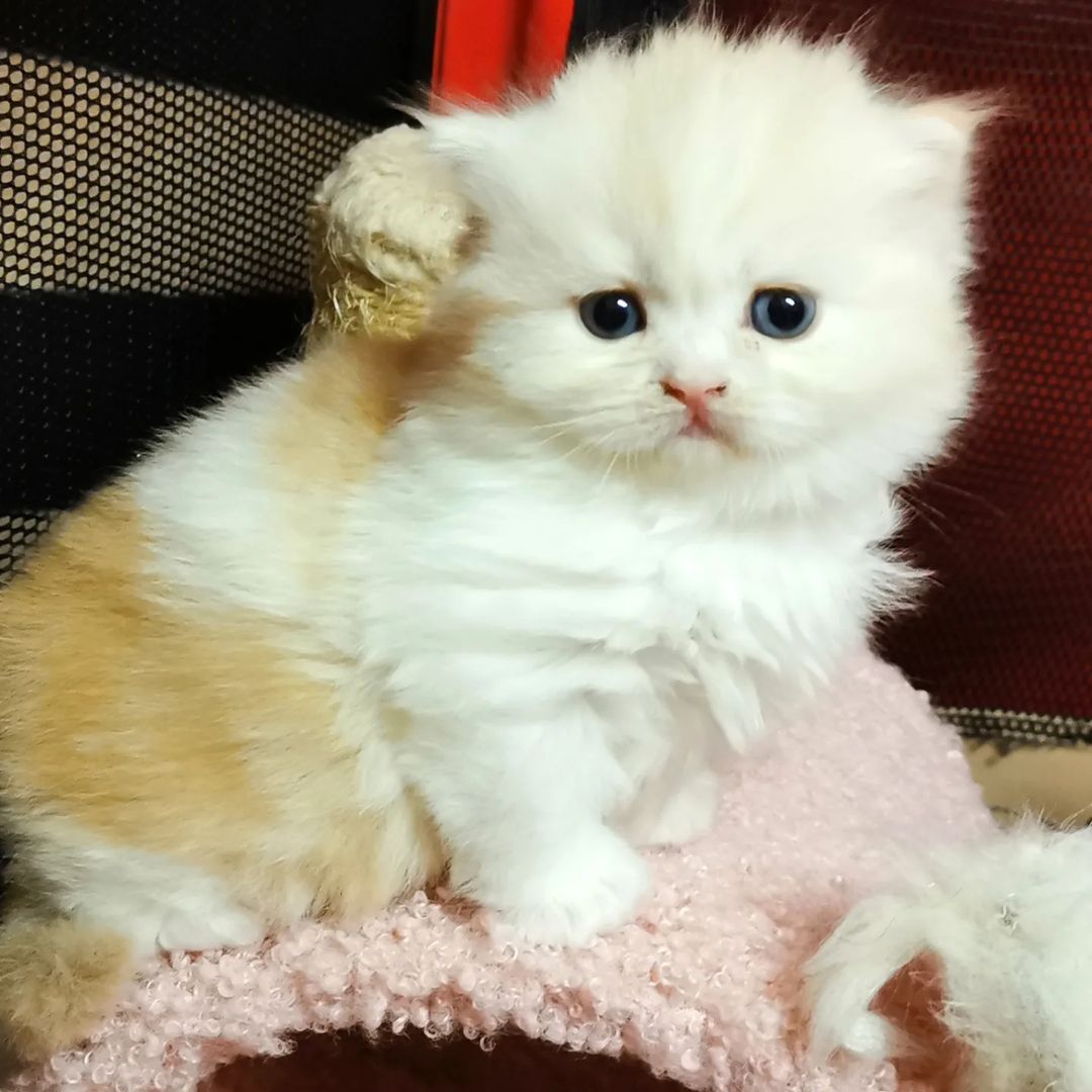 Вислоухие шотландские котята в LOOKY — фото 3