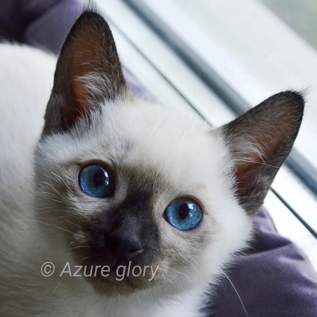 azure_glory_cattery в LOOKY — фото 3