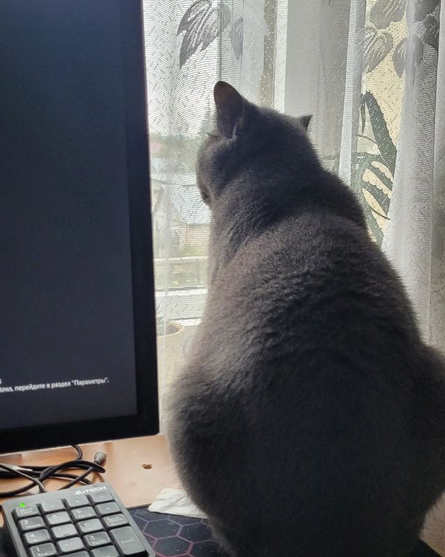 vadim_gvd в LOOKY. #кот,#кошка,#котик. #кот #кошка #котик