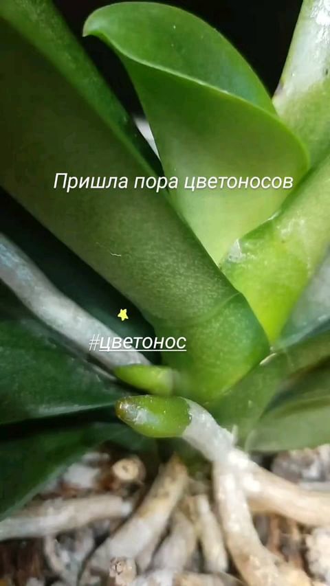 natali_talochka в LOOKY. #орхидеиталочки,#орхидеивсаду,#орхидеидома,#орхидеи,#орхидея,#орхидейноехобби,#орхидеяфаленопсис,#фаленопсис,#орхидеицветут,#орхидеяуход,#орхозависимость,#орхомания,#орхорай. ПОРА ЦВЕТОНОСОВ😇❤
В...