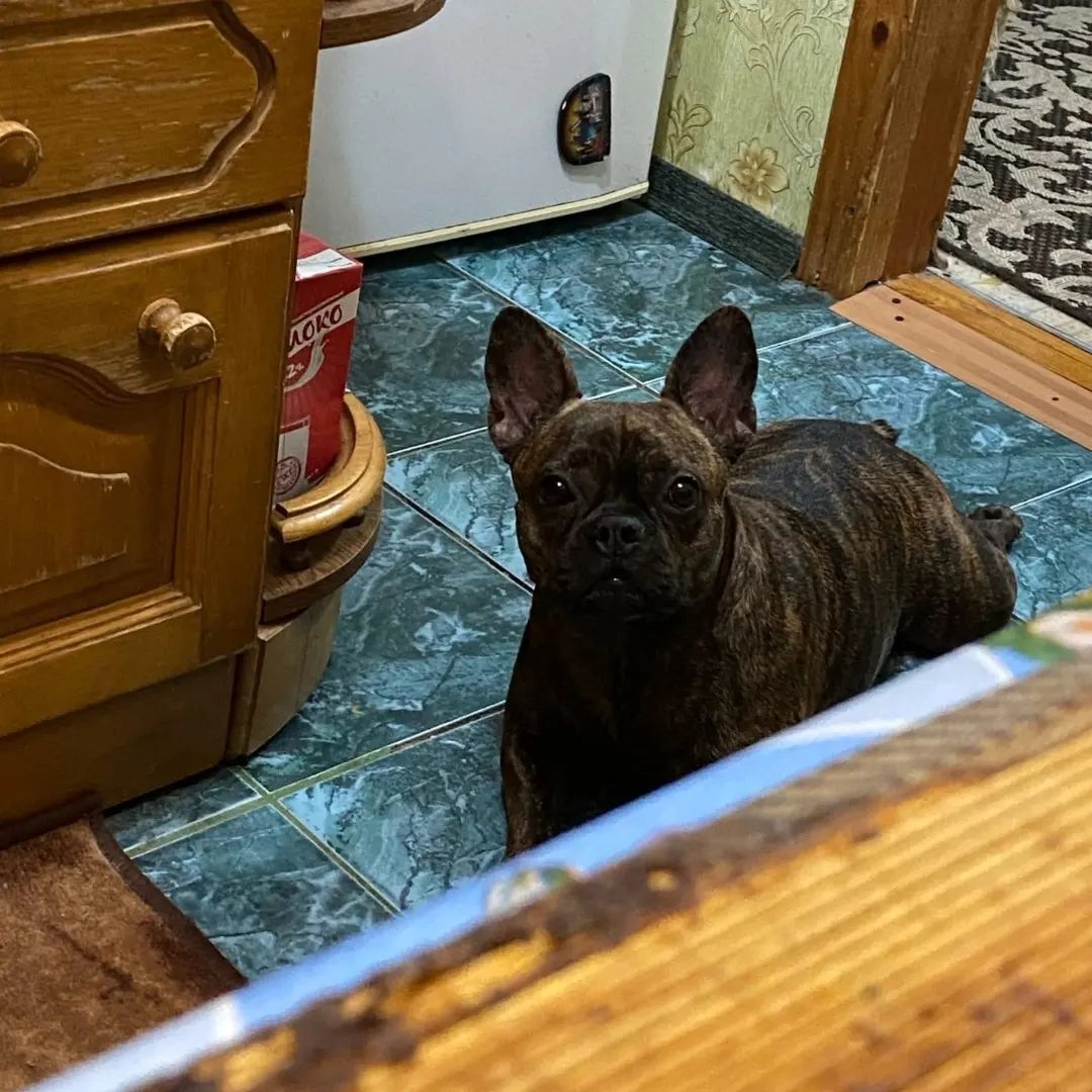 yulenochka161079 в LOOKY. . Булка 🐶