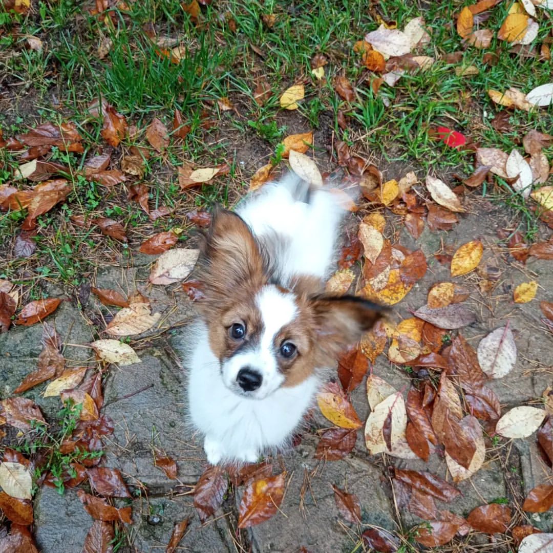 love_my_papillon в LOOKY — фото 2