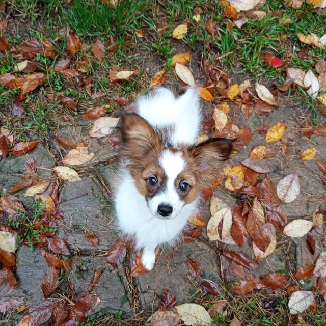 love_my_papillon в LOOKY. . Свитуля ❤ 4 месяца
Ж...