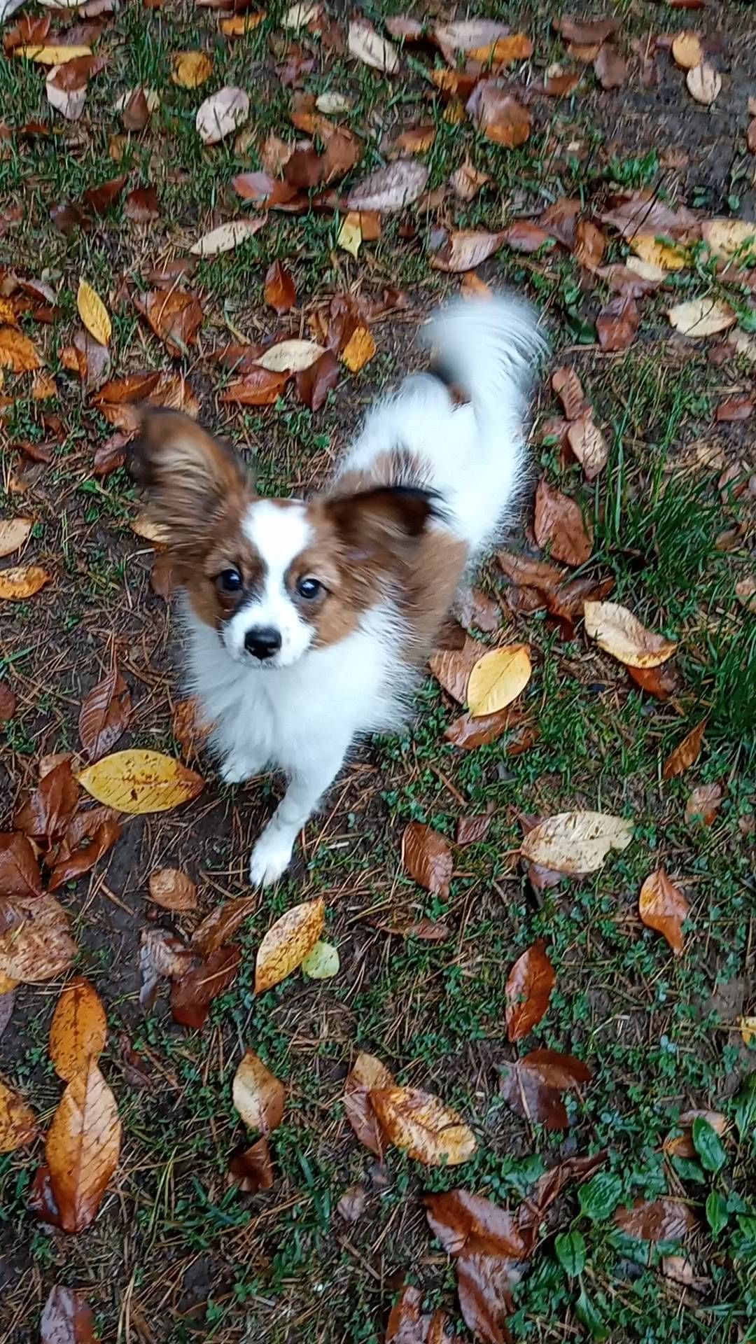 love_my_papillon в LOOKY. . Щенок папийона
Шер П...