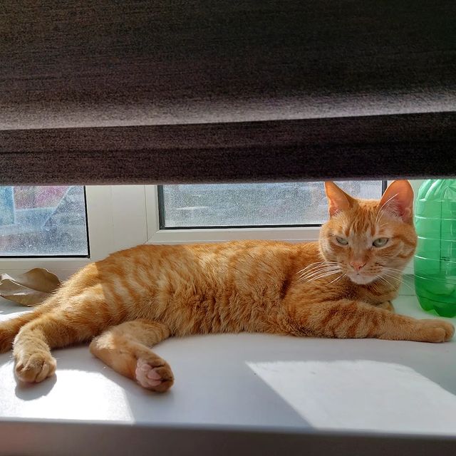 katromashka в LOOKY. #котики,#солнце,#отдых. Не видишь? Я тут заг...
