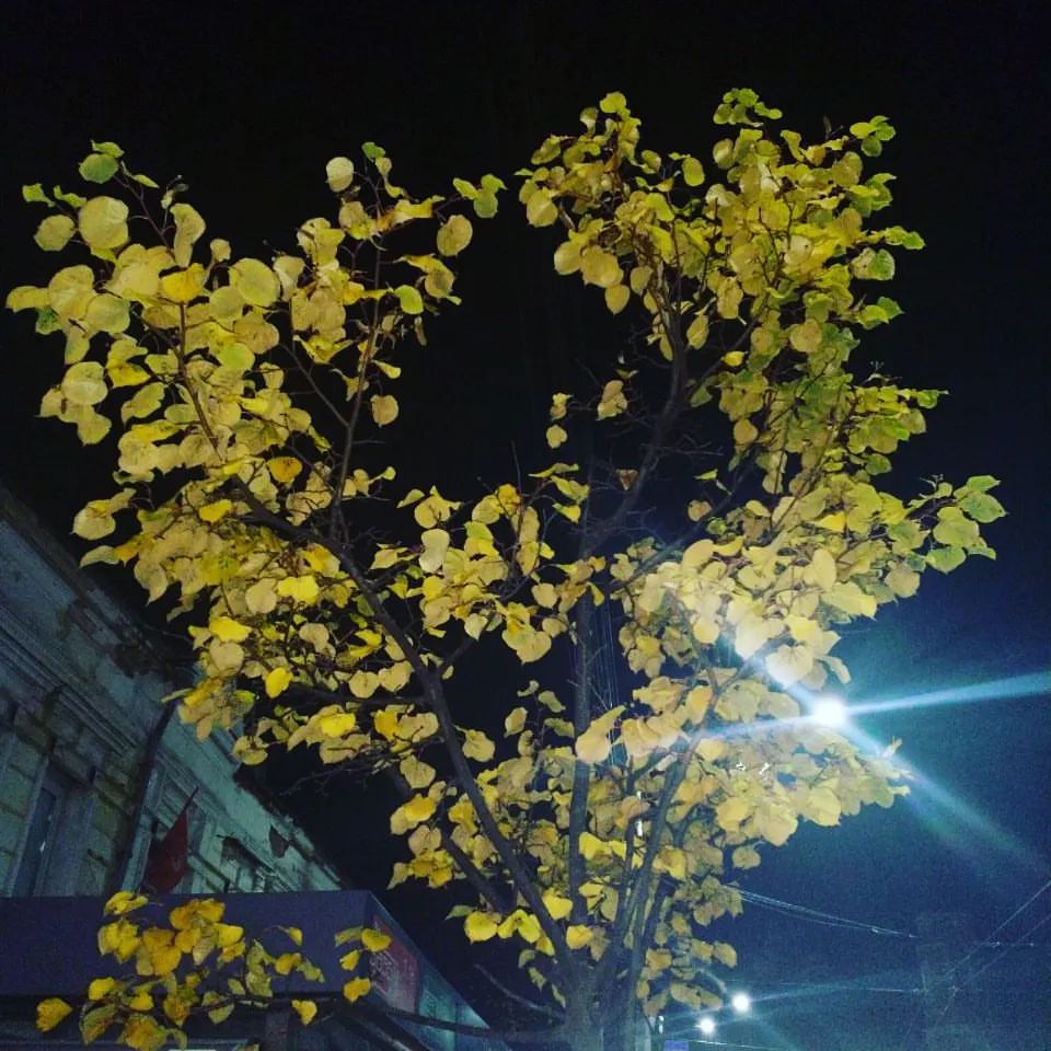 #золотаяосень #калуга