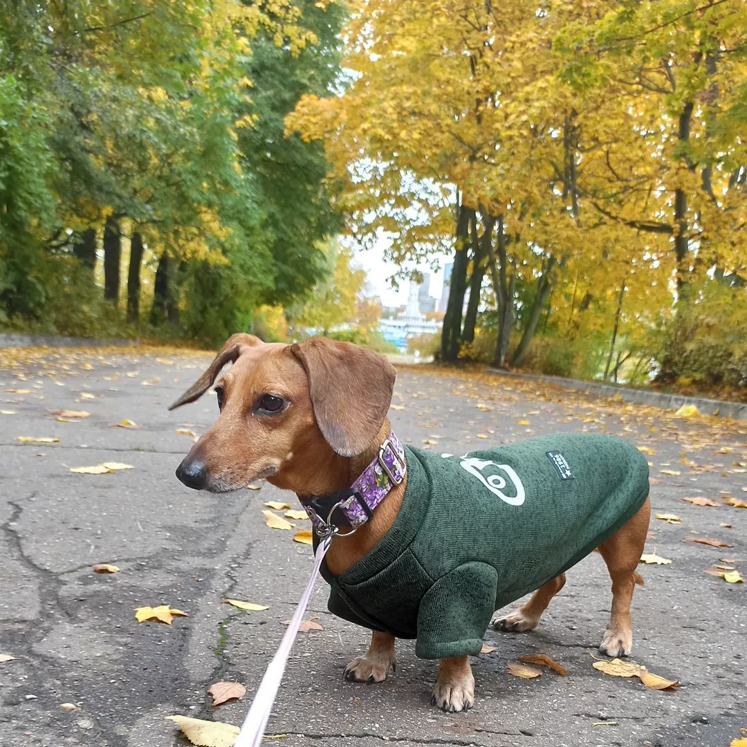 в красках осени
#такса #таксалучшаясобака #таксалучшийдруг #doxie #dachshunds #dachshundsgram #dachshundlove #dachshundsofinstagram