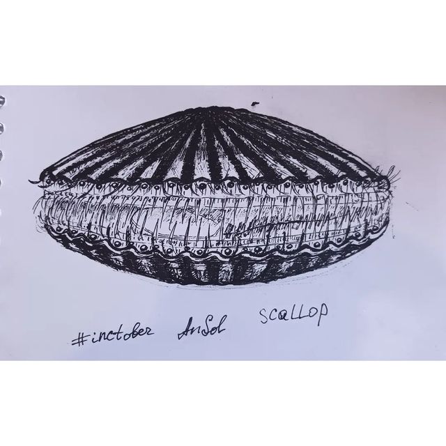 nastiasolkina в LOOKY. #inctober2022,#inctober2022day4,#inctober,#инктобер2022,#инктобер,#арт,#inktoberrussia2020,#inktober,#inktober2022. День 4, тема scallop...