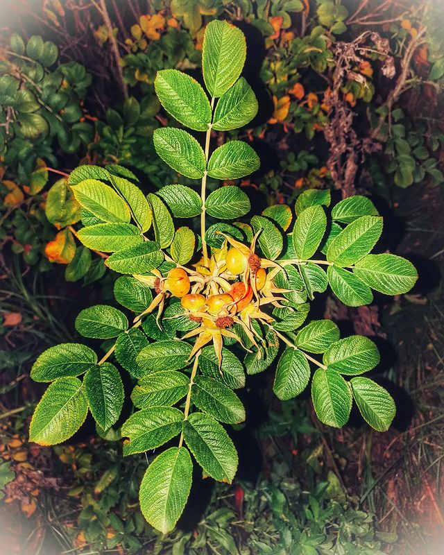 142.ll в LOOKY. #осень,#прогулки,#осеньтыпрекрасна,#красотадаитолько,#природа,#октябрь,#деревья,#красота,#листья,#краски,#ночьдень,#шиповник,#happylife,#likeforlike,#like4like,#l4l,#foto,#followme,#folowers,#like#foto,#samsung. 🌿🎨🖌#краскиосени #...