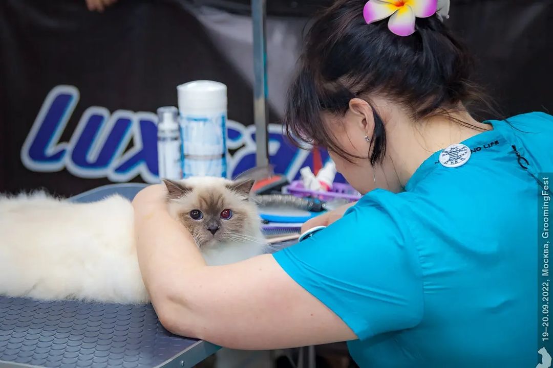 mycatgrooming в LOOKY — фото 2