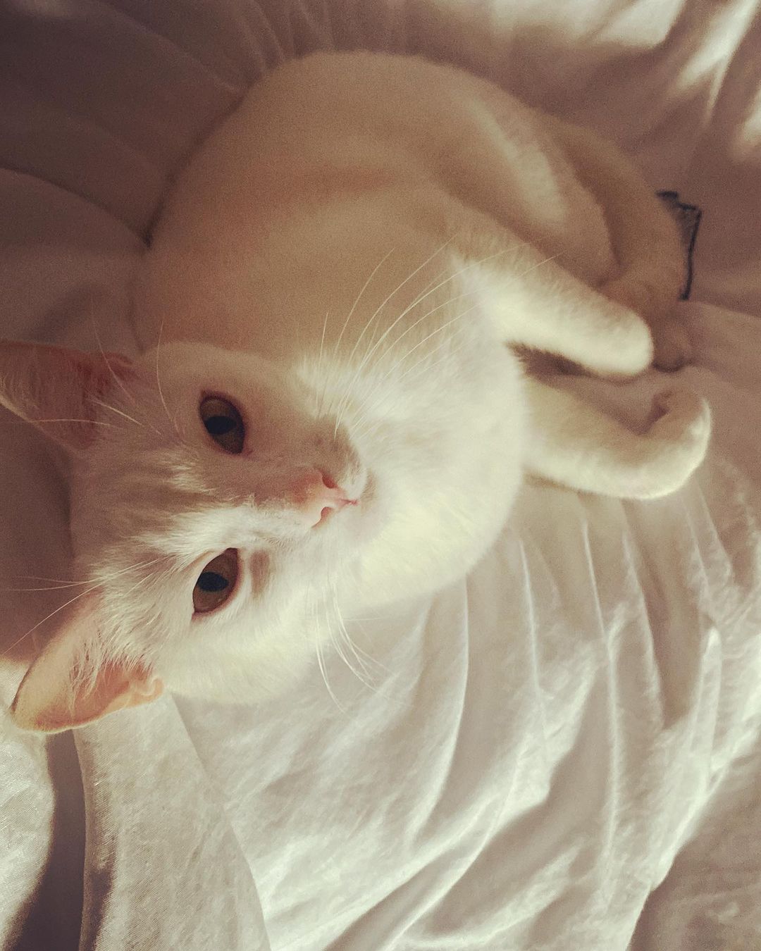im_dev4yshka в LOOKY — Мой пупсеныш)) любимый Котя ❤️