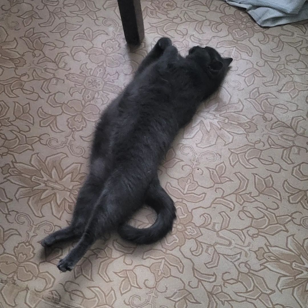 vadim_gvd в LOOKY — #кот #кошка #котик