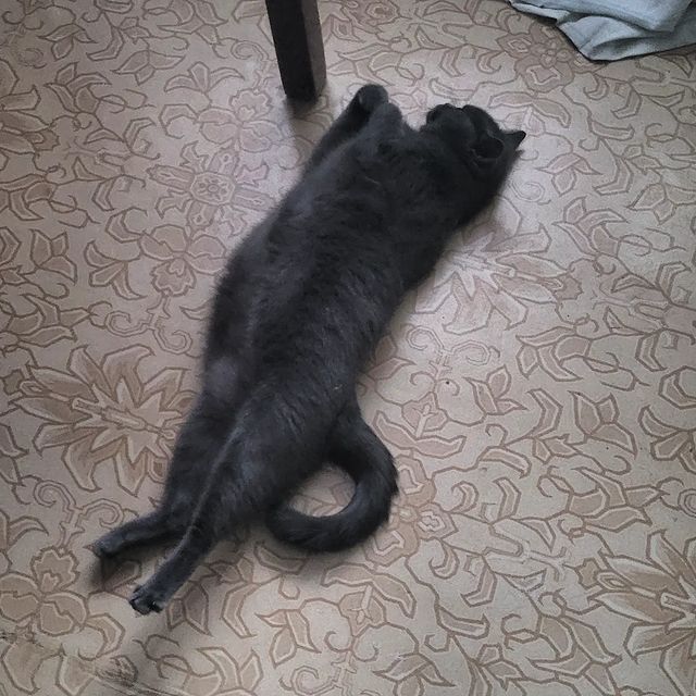 vadim_gvd в LOOKY. #кот,#кошка,#котик. #кот #кошка #котик