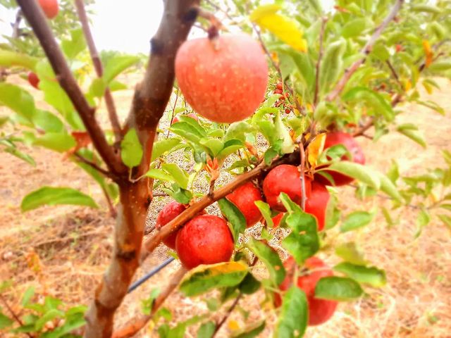 mntravel.ge в LOOKY. #Natiani,#gastrotours,#georgia,#Tbilisi,#მთავარიგემოა,#დააგემოვნექიზიყი. #Natiani 
#gastrotou...