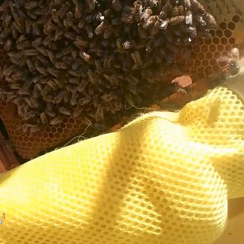 yazgul_suinbaeva в LOOKY. . Наши пчелки😍