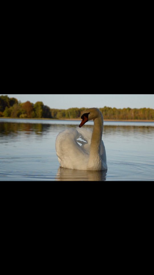 kilya7007 в LOOKY. . null