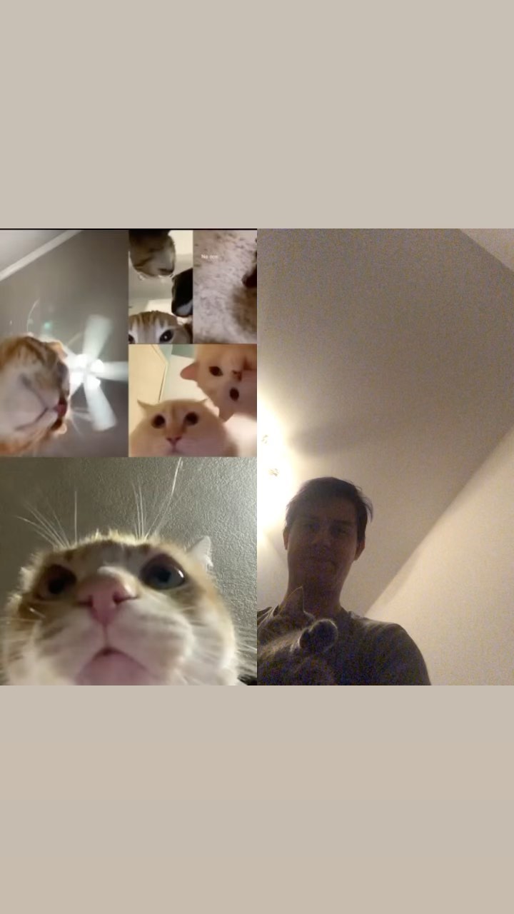 a1exfebruary в LOOKY. #catlife,#cat,#instacat,#catlove,#funny,#videos,#funnyvideos,#funnymeme,#russia,#reelsinstagram,#reels. Funny cat 🐈‍⬛ #catl...