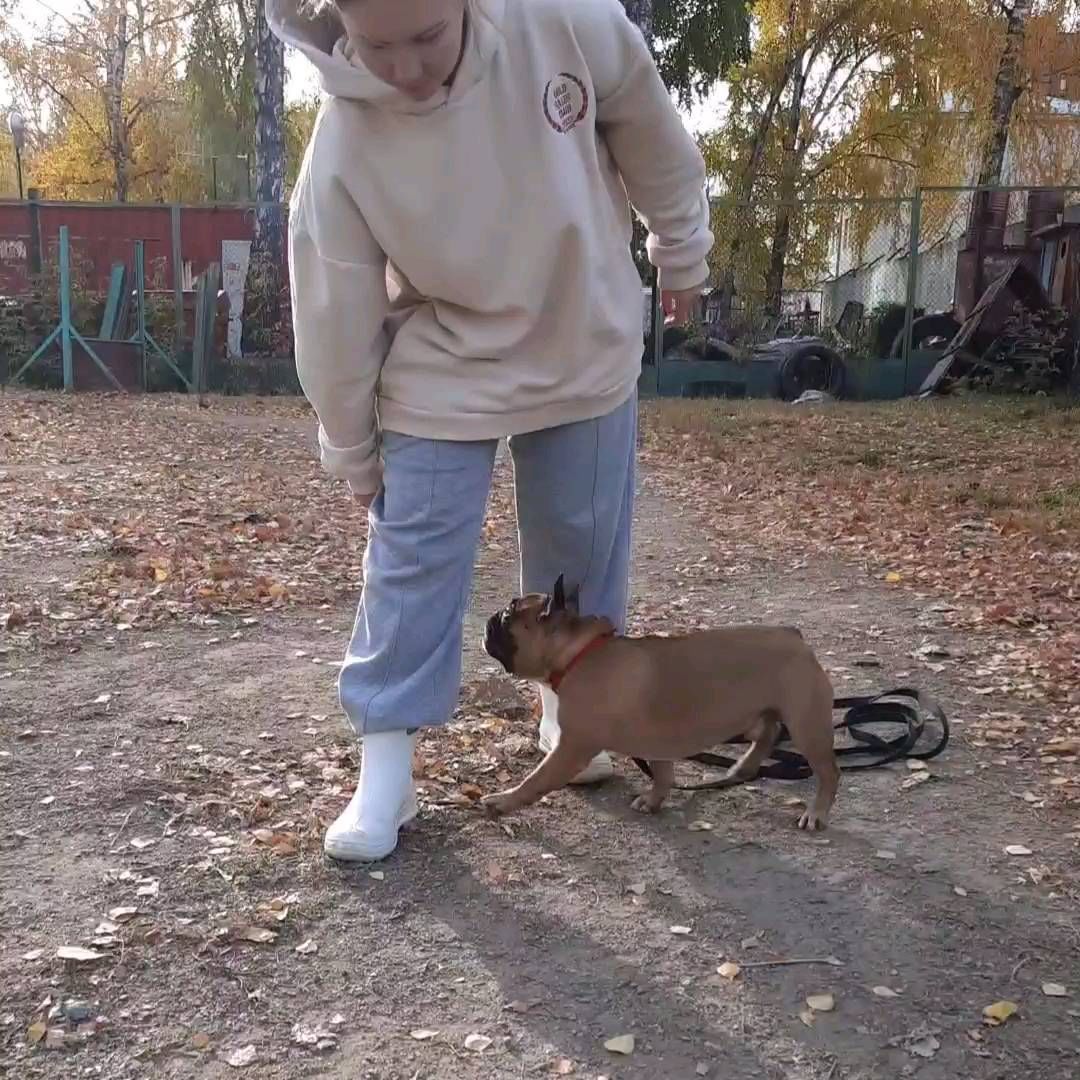 kinolog_nsk в LOOKY. . Гаспар