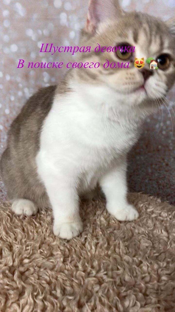 sheerfold_cattery в LOOKY. . Для вас! Веселая, лю...