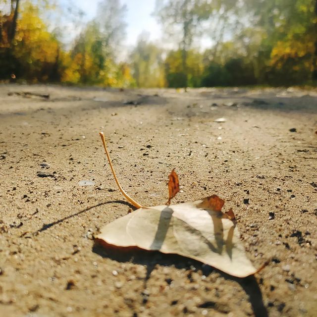 alina_assa в LOOKY. #осень,#autumn,#instagram,#летовернись,#природа,#nature,#perfectday,#sunnyday☀️,#colorautumn,#relax. Не люблю осень, ну п...