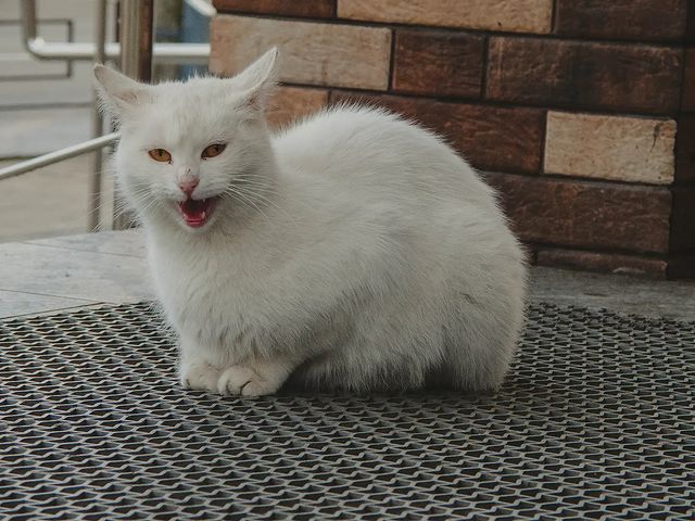 aftert_co в LOOKY. #кот#котик#белый#белыйкот#мило#кошка#cat#cute#питомец#счастье#породистый#подпишись#инстаграм#осень#октябрт#fallow#like#insta#photooftheday,#animal#socute#white#whitecat#authumn#october#olympus#sp570uz. .
.
#кот#котик#белый...