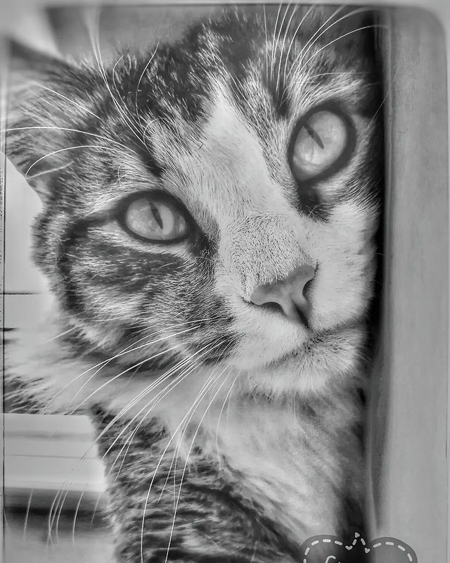oksi_9671 в LOOKY. . ♥️🐾✨