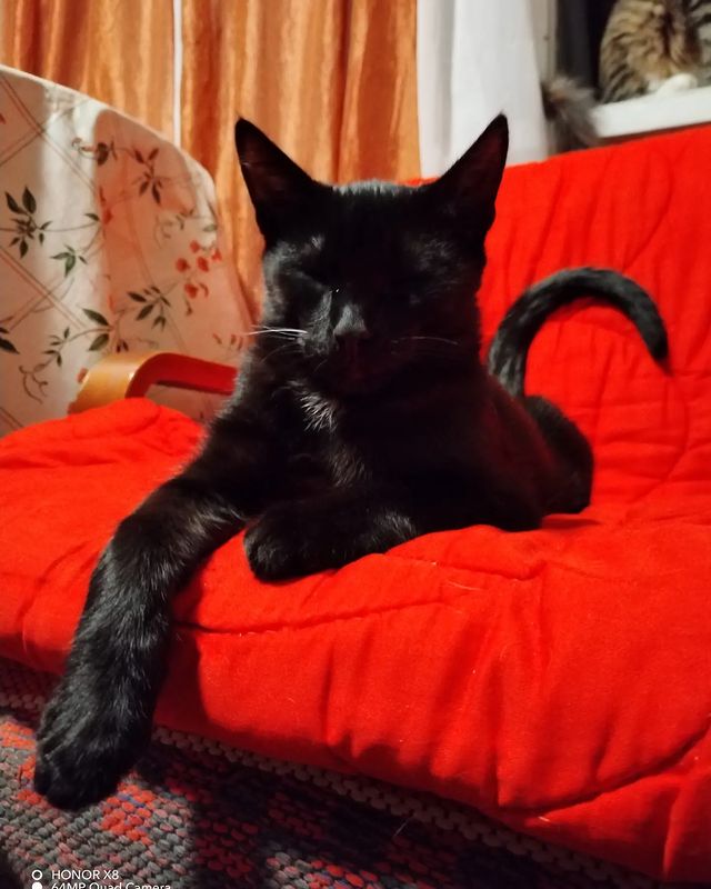 ksenia_agafonova1992 в LOOKY. . 🥥🐈Кот-Кокос🐈🥥