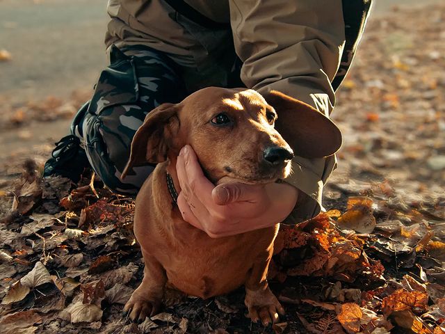 aftert_co в LOOKY. #собака#песик#маленькая#маленькаясобака#мило#пес#dog#cute#питомец#счастье#породистый#подпишись#инстаграм#осень#октябрь#fallow#like#insta#photooftheday,#animal#socute#white#smalldog#authumn#october#olympus#sp570uz. .
.
#собака#песик#ма...