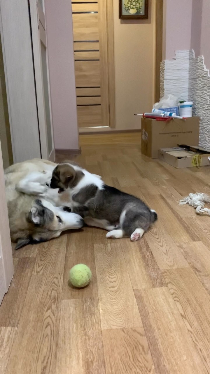 mrs_sasha_sun в LOOKY. . Суету наводит 🐶😜