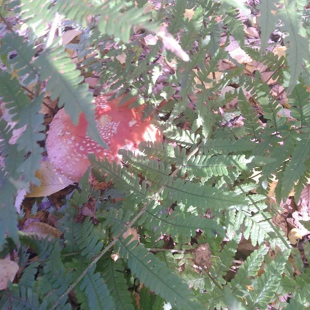 kristina_tyleneva в LOOKY. . Погуляли по лесу с @...