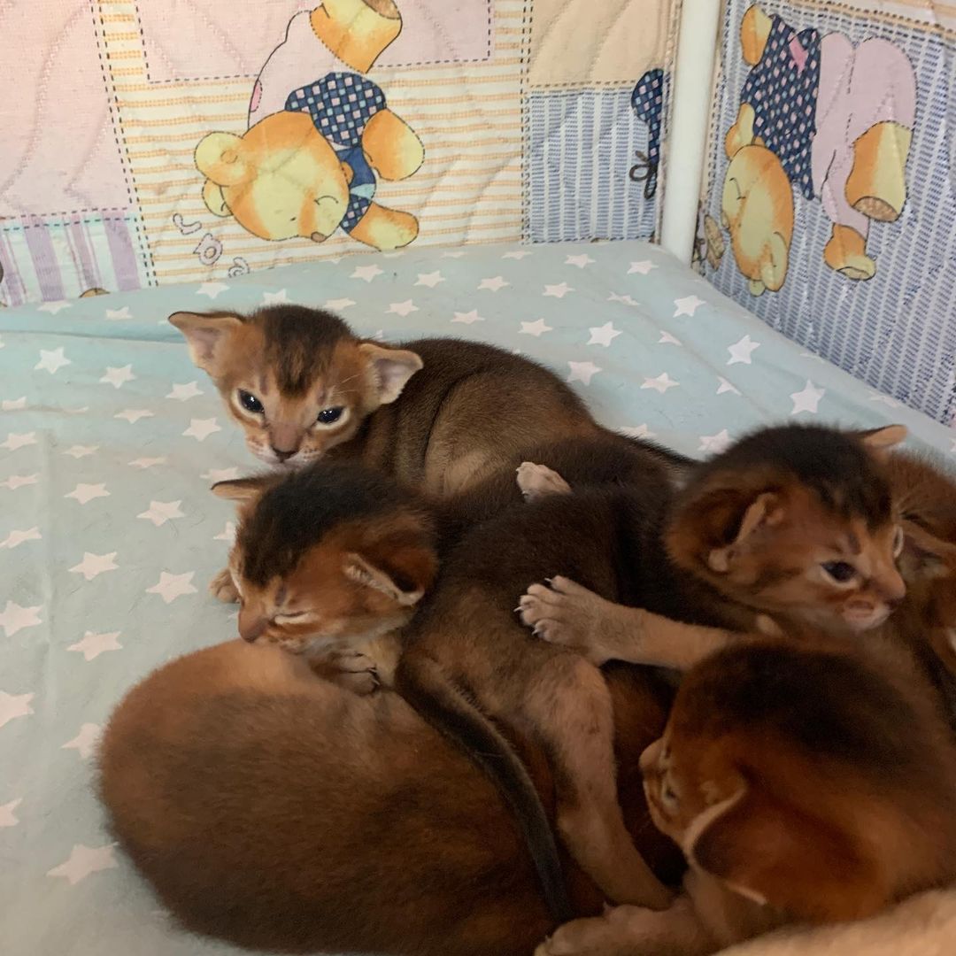 leo_minor_aby_cattery_cfa в LOOKY — фото 2