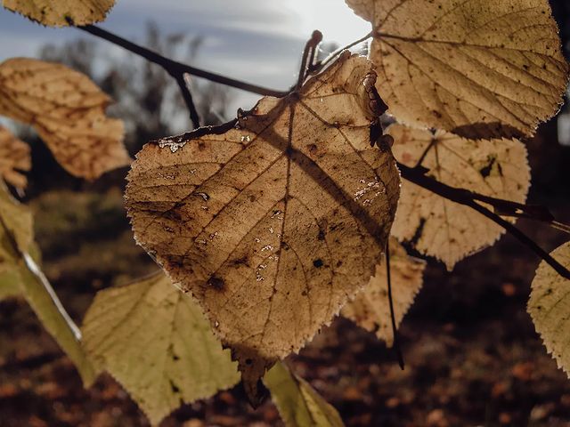 __macro_life__ в LOOKY. #макро#2022#belarus#беларусь#ошмяны#листья#макро#камера,#leaves#macro#camera#orange#olympus#sp570uz#осень#сентябрь#authumn#september#olympus#sp570uz. Фотограф: @aftert_co...
