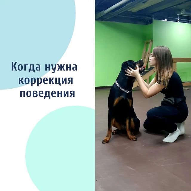 kinolog_nsk в LOOKY. #будни_кинолога,#дрессировкасобакнск,#дресировканск,#коррекцияповедения,#прособак. Прежде чем идти к ки...