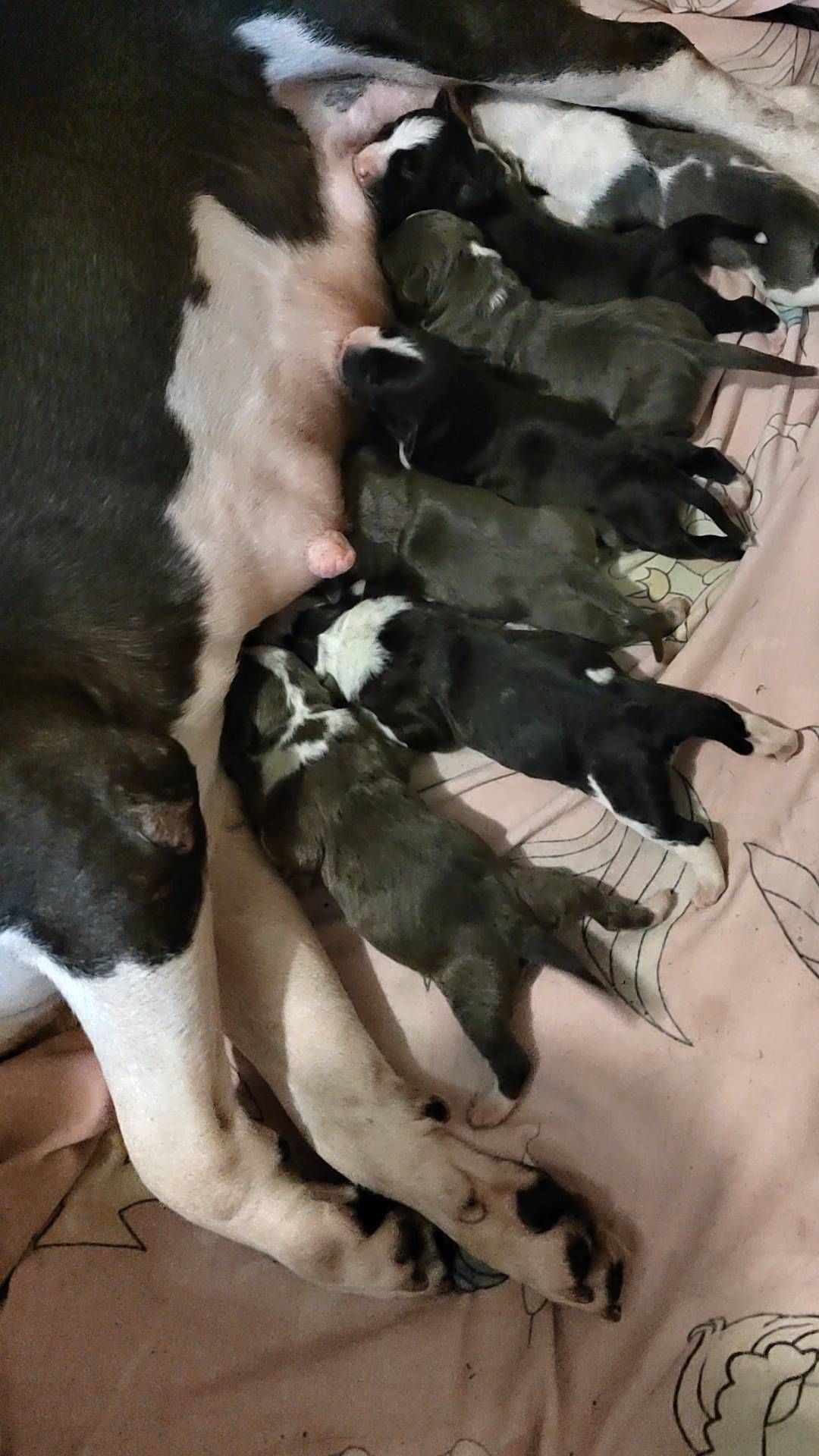 matrena_mos в LOOKY. #amstaff52,#stafford_kennel,#lordofheartskennel,#dog,#puppy,#американскийстаффордширскийтерьер,#собакаубийца,#стаффорд,#голубойщенок. #amstaff52 #stafford...